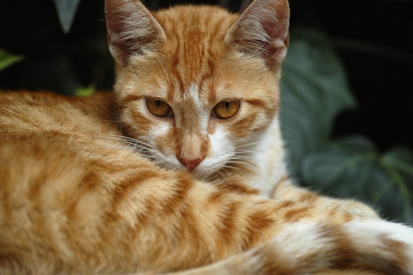 可爱的黄白橘猫图片(10张)