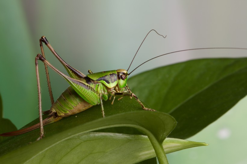 绿色透明的蝗虫图片(8张)