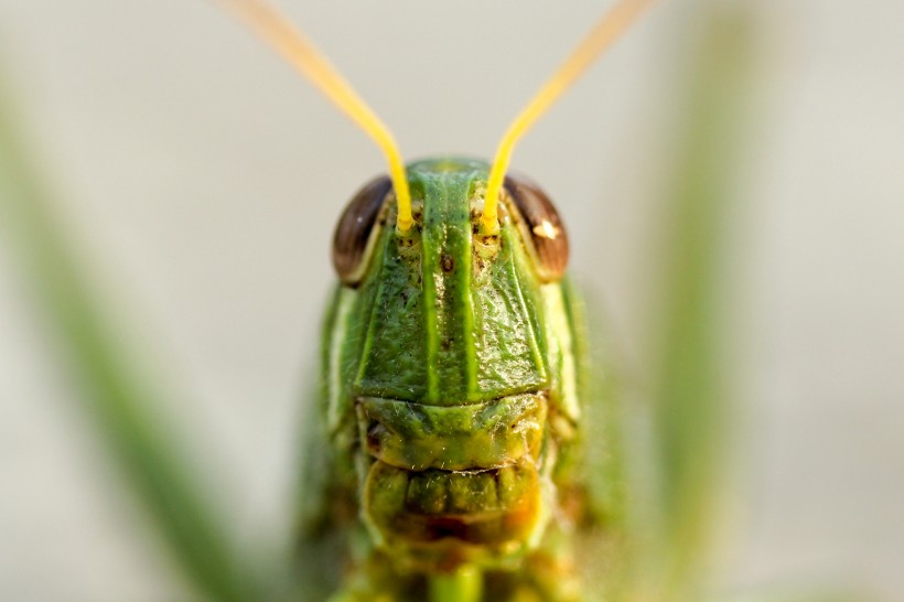 蚂蚱蝗虫图片(16张)