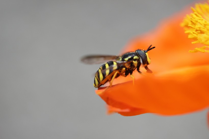 黄蜂的特写图片(13张)