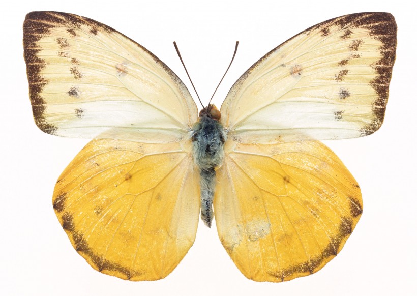 黄色蝴蝶标本图片(30张)