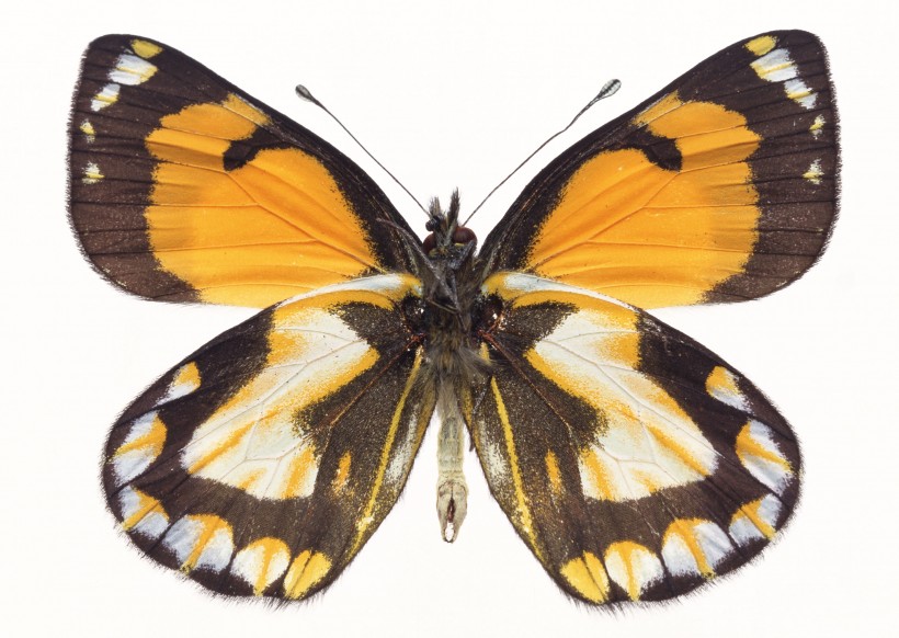 黄色蝴蝶标本图片(30张)