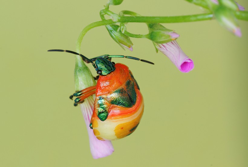 黄金龟甲虫图片(14张)