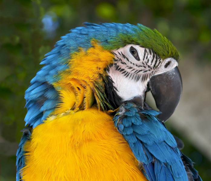 色彩漂亮的黄蓝金刚鹦鹉图片(15张)