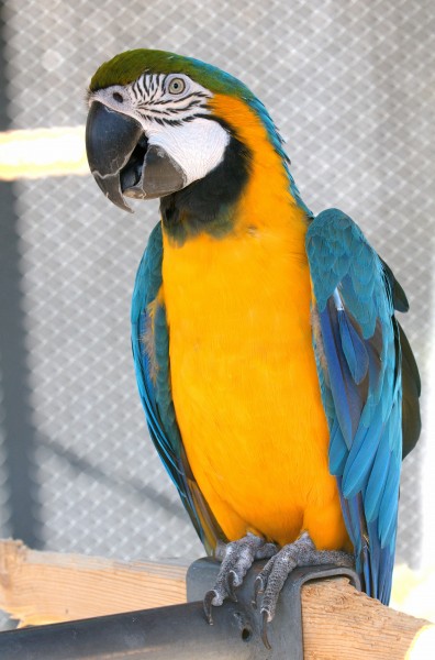 色彩漂亮的黄蓝金刚鹦鹉图片(15张)