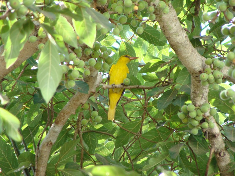 欢快的黄鹂鸟图片(11张)