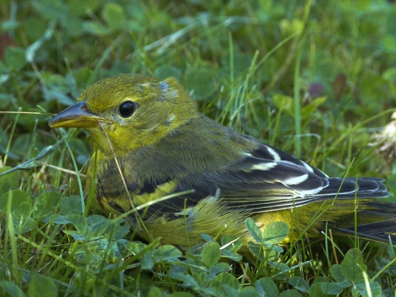 欢快的黄鹂鸟图片(11张)