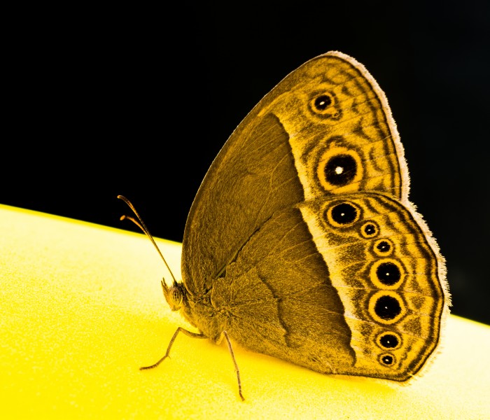 好看的黄色蝴蝶图片(10张)