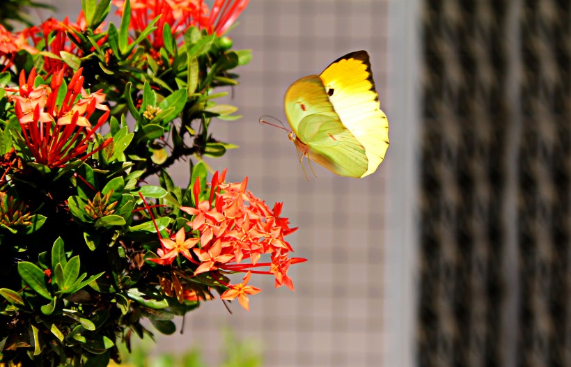 好看的黄色蝴蝶图片(10张)