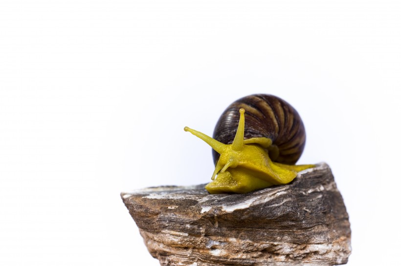 黄蜗牛图片(9张)