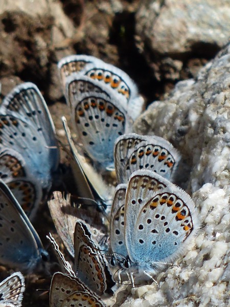花纹特别的灰蝶图片(15张)