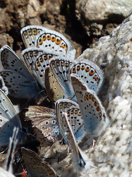 花纹特别的灰蝶图片(15张)