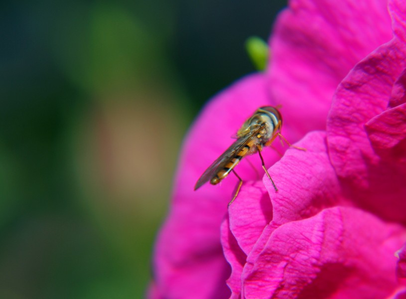 花心上的蜂蝇图片(5张)