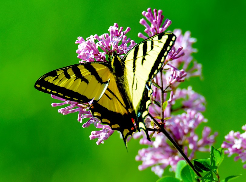 漂亮的蝴蝶图片(9张)