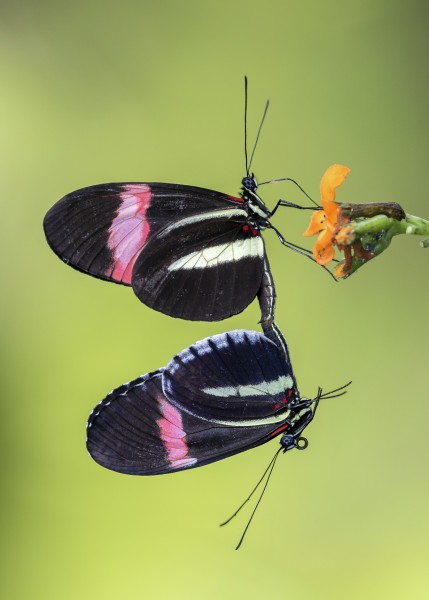 张开翅膀的蝴蝶图片(15张)
