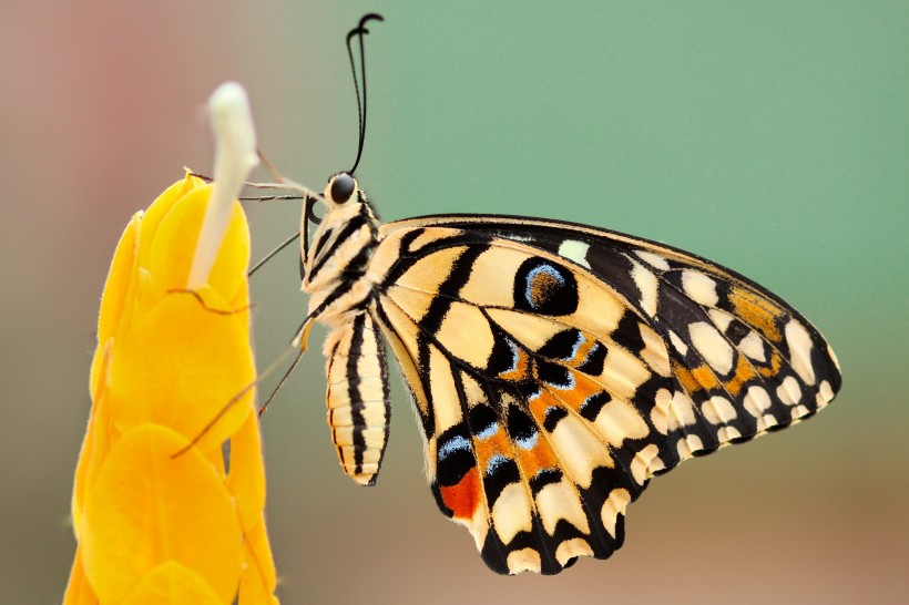 漂亮的蝴蝶图片(9张)