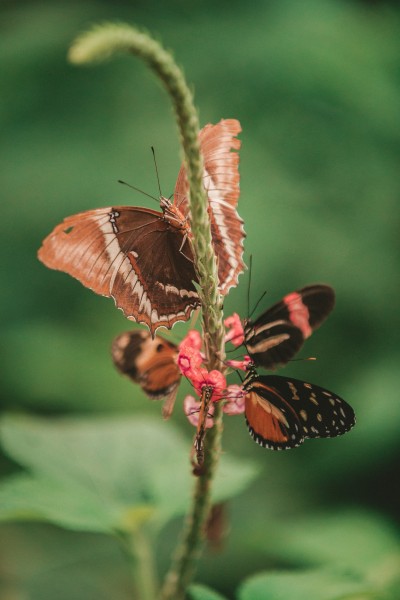 色彩斑斓的蝴蝶图片(26张)