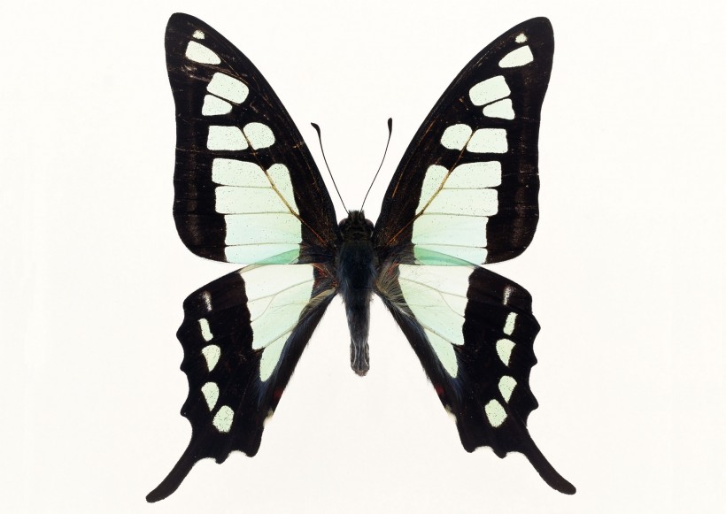 蝴蝶标本图片(26张)
