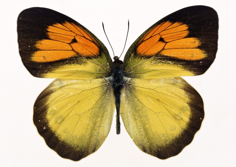 蝴蝶标本图片(26张)