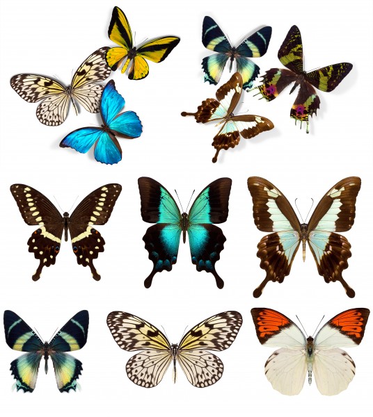 蝴蝶标本图片(14张)