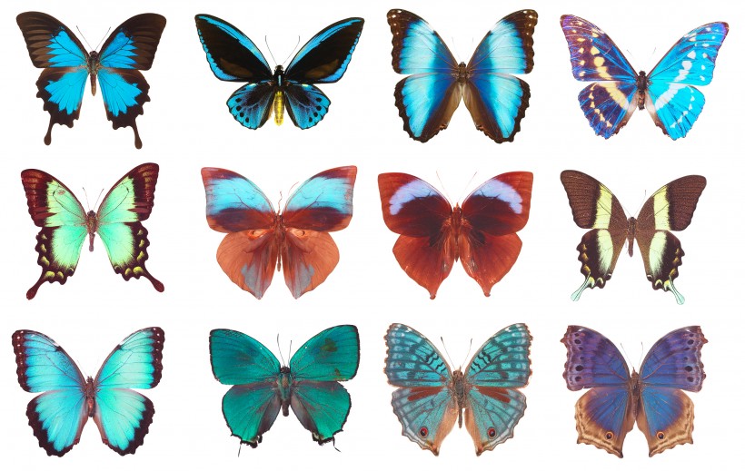 蝴蝶标本图片(14张)
