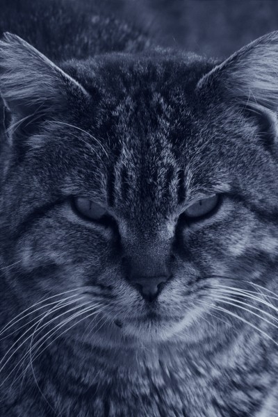 神态各异的灰猫图片(10张)