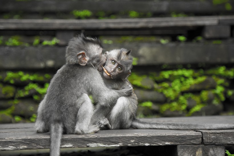 灰色的猴子图片(10张)
