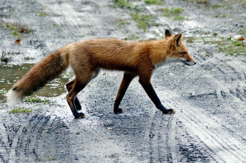 毛茸茸的狐狸图片(10张)