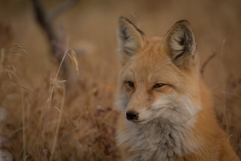 可爱的狐狸图片(11张)