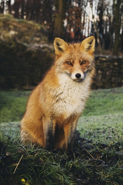 可爱的狐狸图片(19张)