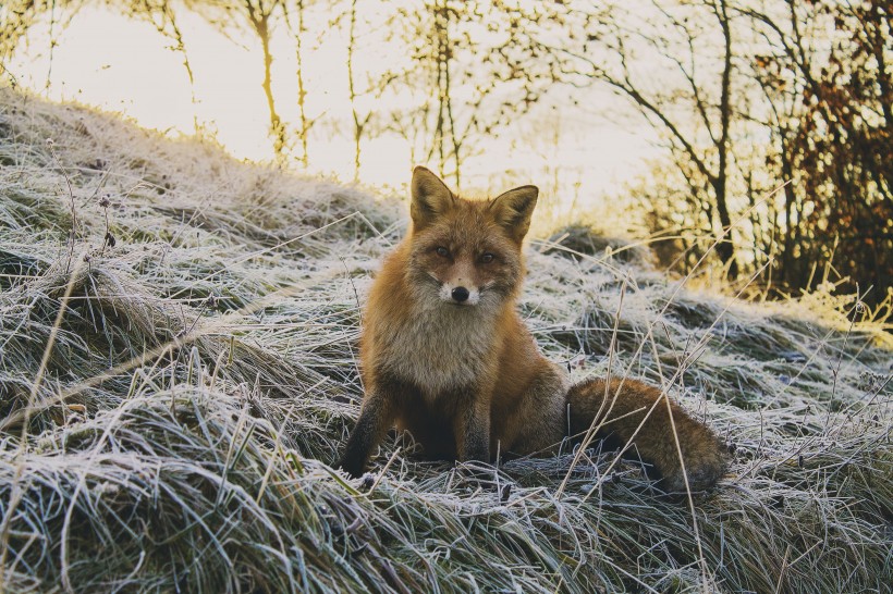 可爱的狐狸图片(19张)