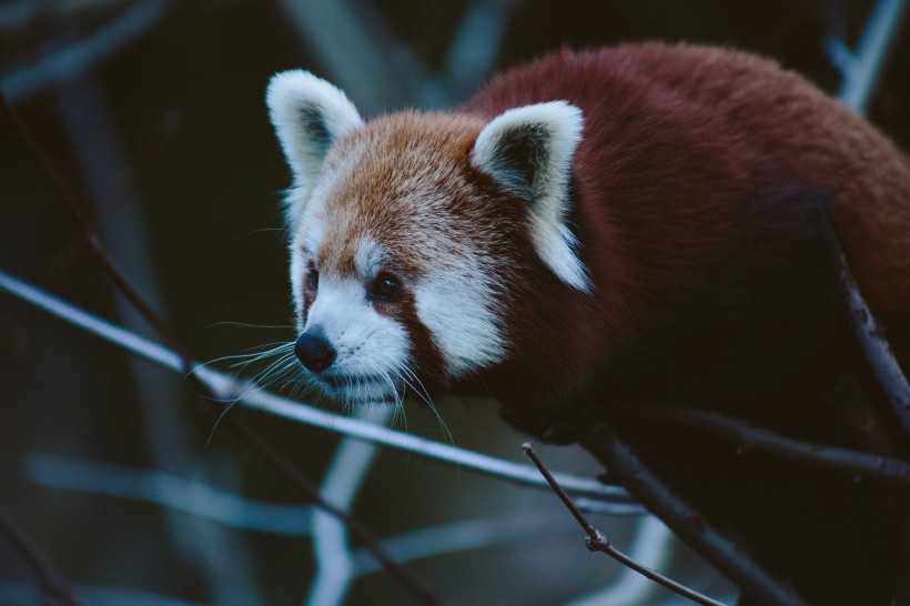 活泼可爱的小熊猫图片(10张)