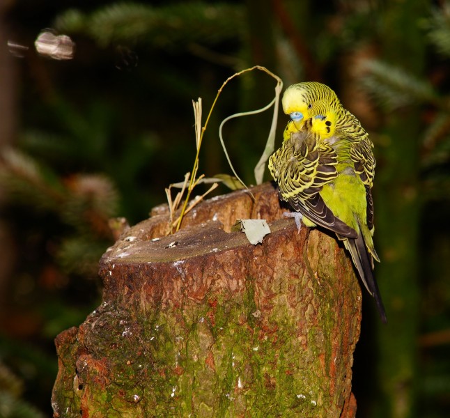 黄绿相间的虎皮鹦鹉图片(15张)