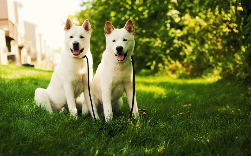 秋田犬狗狗图片(13张)