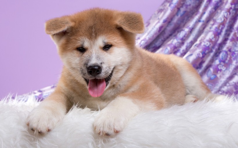 秋田犬狗狗图片(13张)