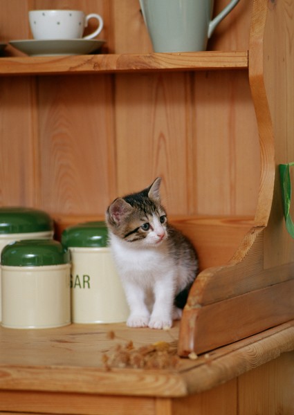 家有顽皮小猫图片(36张)