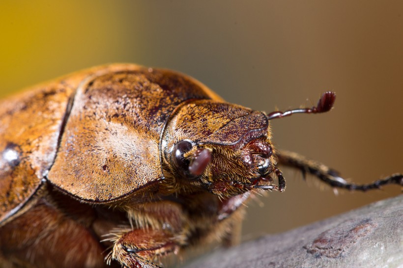 甲虫图片(22张)