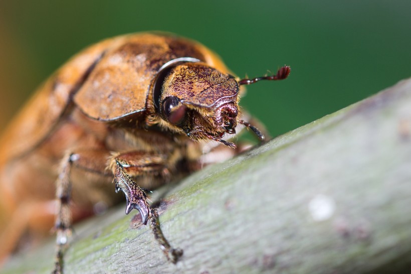 甲虫图片(22张)