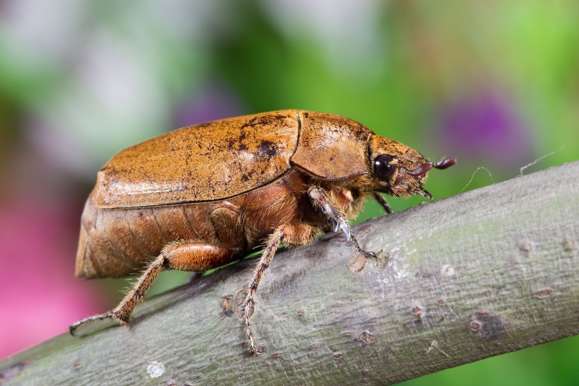 甲虫微距图片(15张)