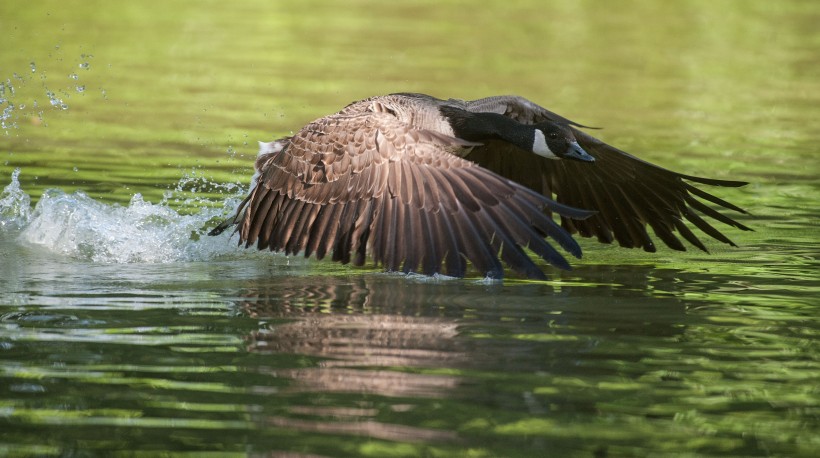喜集群的加拿大黑雁图片(15张)
