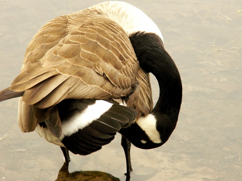 喜集群的加拿大黑雁图片(15张)