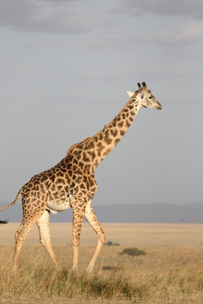 健壮的长颈鹿图片(15张)