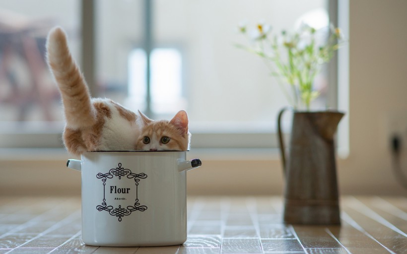 唯美浇花水壶与猫的图片(9张)