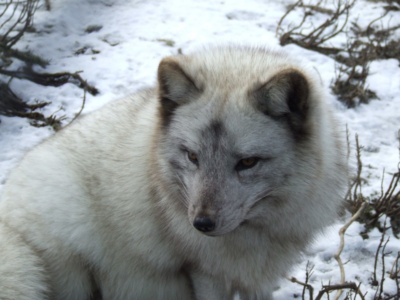 体型娇小的白狐图片(12张)