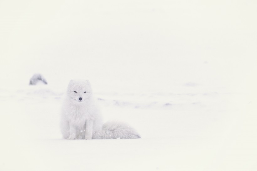 体型娇小的白狐图片(12张)