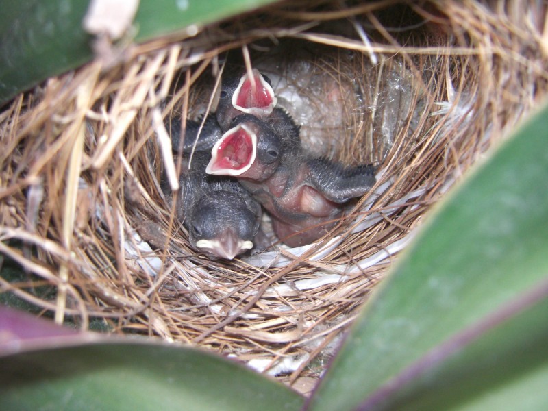 饥饿的幼鸟图片(10张)