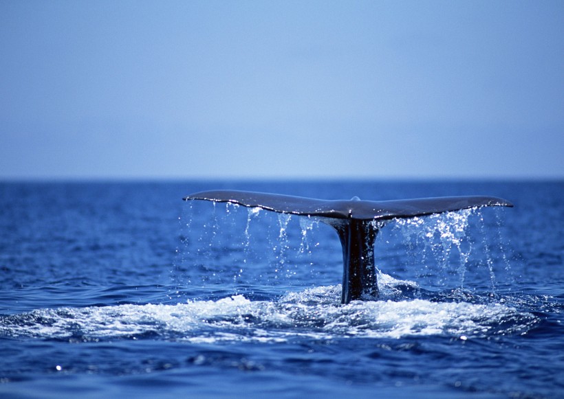 鲸鱼图片(28张)