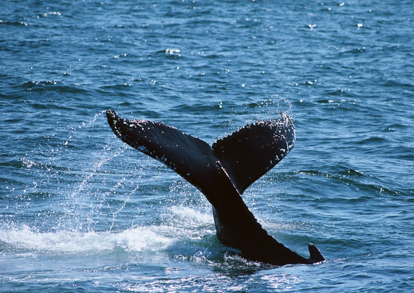 鲸鱼图片(28张)