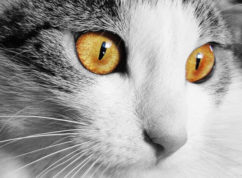 性格温顺的猫的头图片(11张)