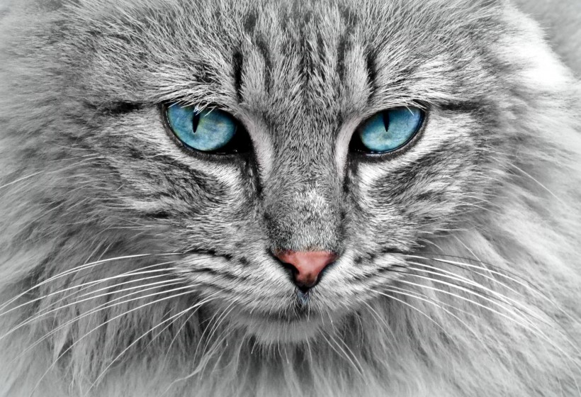 性格温顺的猫的头图片(11张)